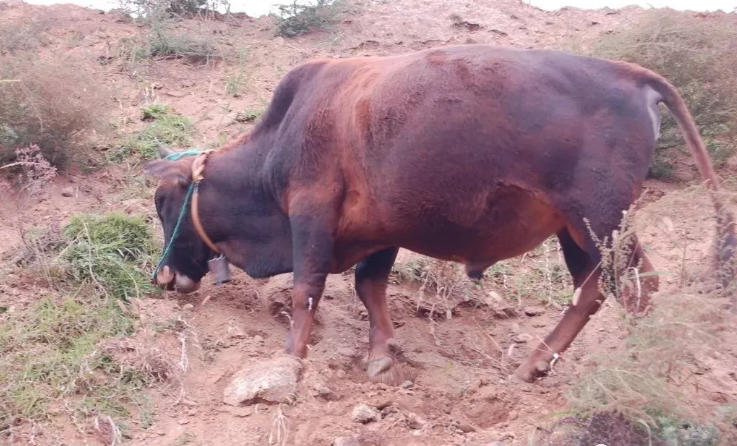 牛低烧，体温下降快不行了，怎样抢救治疗？​