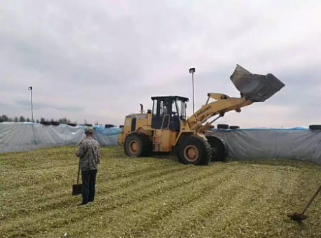 这样做青储饲料等于白做，除了让羊吃饱外毫无营养！