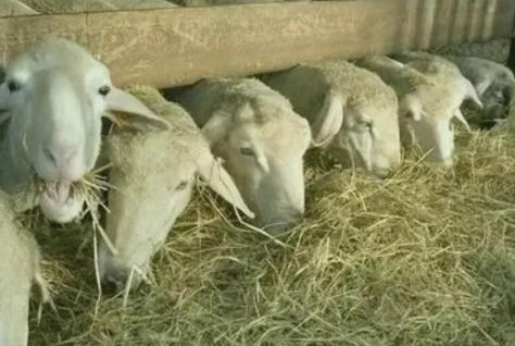 为什么头胎羊不能留种？羊第几胎适合留种母羊？