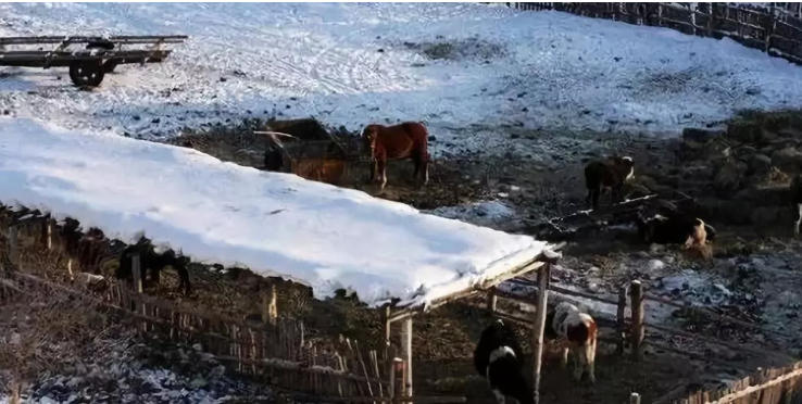 为什么一入冬季牛就胖不起来？