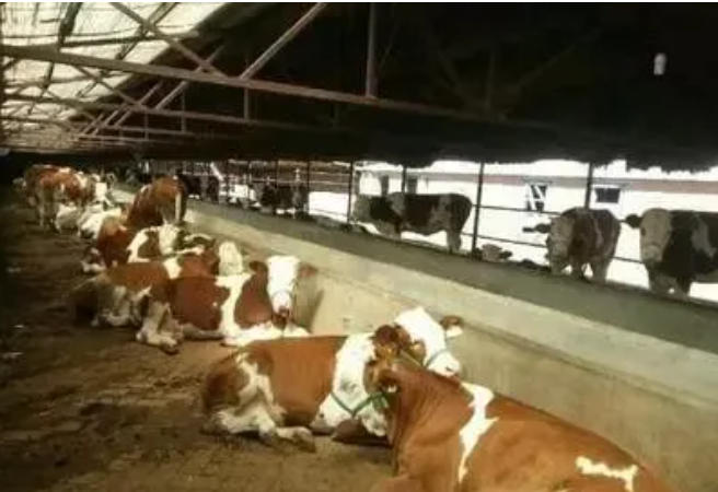 冬季犊牛易受冷刺激导致肠痉挛，怎么解决？