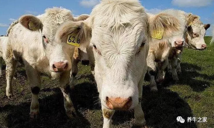 讲全了，育肥牛的饲养管理（快收藏）