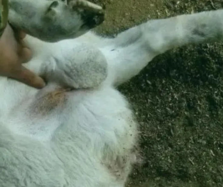 羊排尿困难、尿不下来怎么办？三种解决办法！