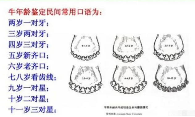 牛贩子教您，一眼看出牛的真实年龄！