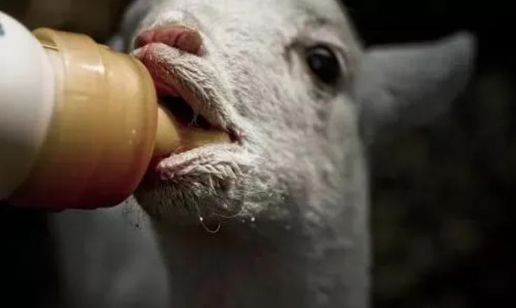 初生羔羊饲育“六要点”