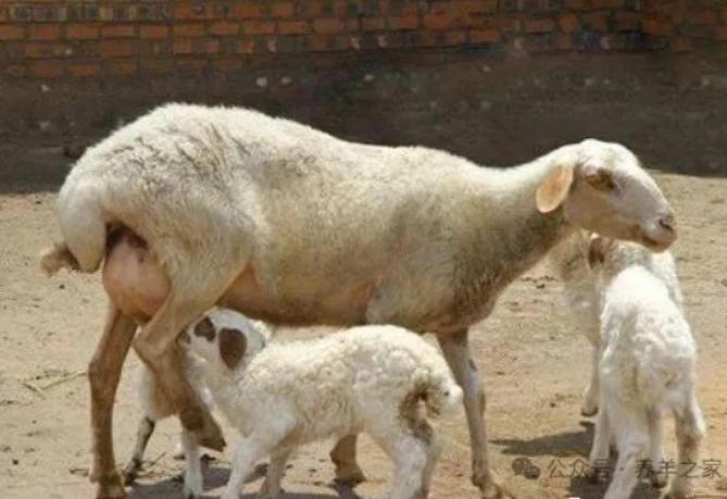 细谈养羊“三联四防”的重要性！