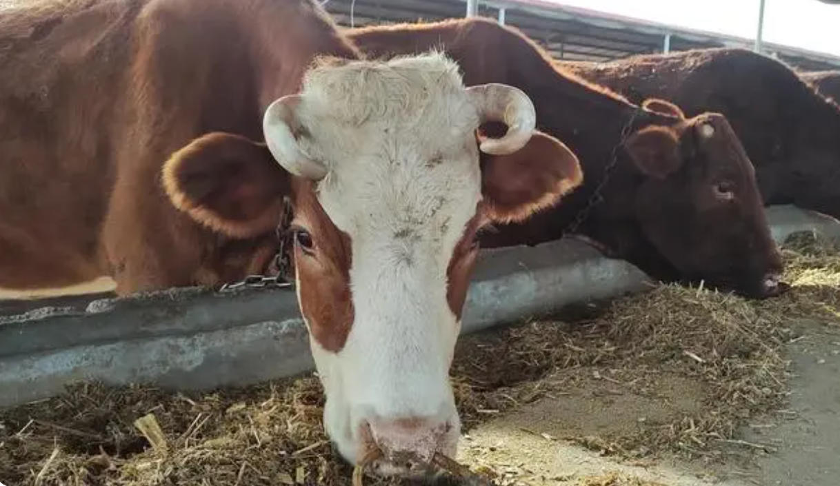 牛缺镁是什么症状？牛吃什么食物可以补镁元素？