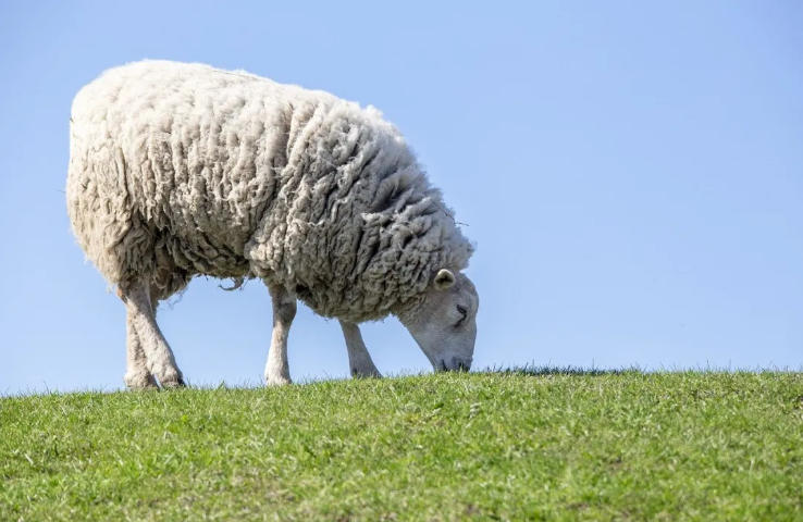 2026年养羊，什么时候抓羊最合适？