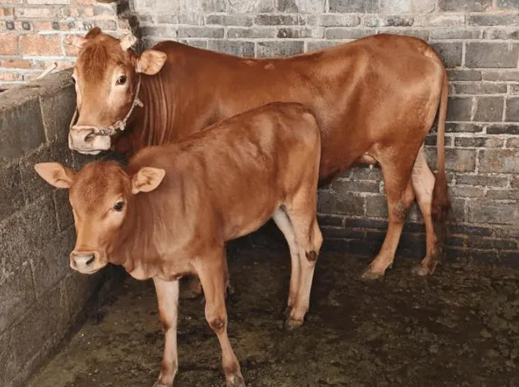 瘦牛怎么样才能胖起来？试试这样给牛催肥!