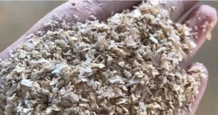 麦麸随便饲喂羊后果很严重！