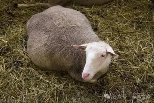 母羊产前瘫痪土方法，母羊产前几天有什么症状