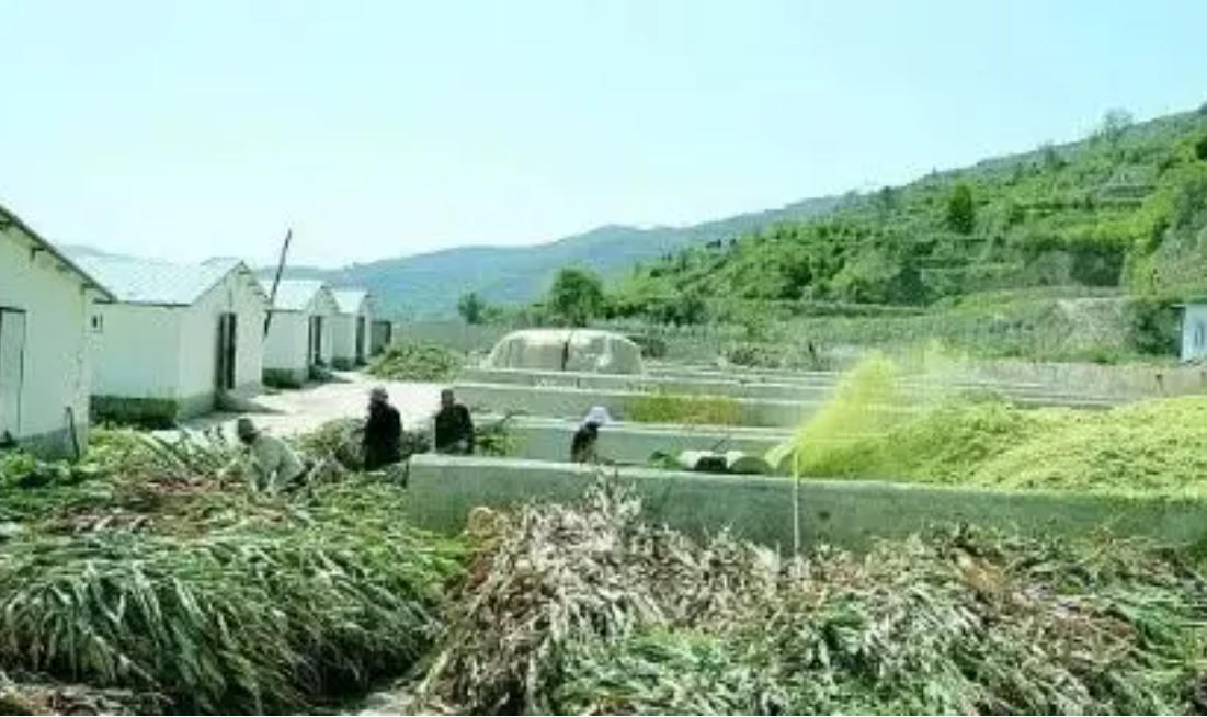 肉牛一天喂多少精料合适？