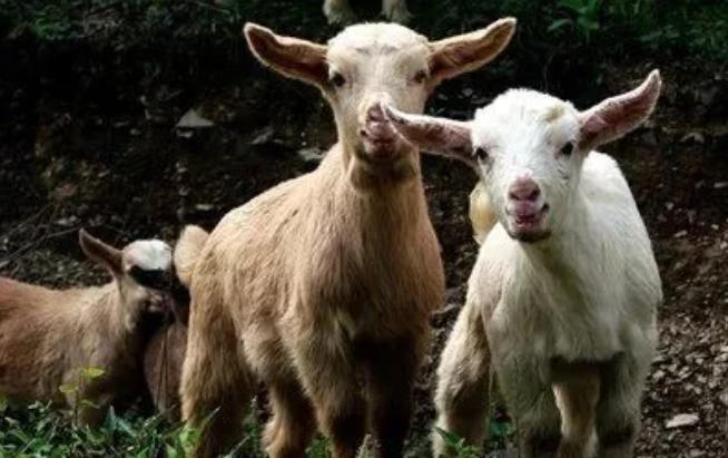 养80只多台基础母羊圈养好还是放养好