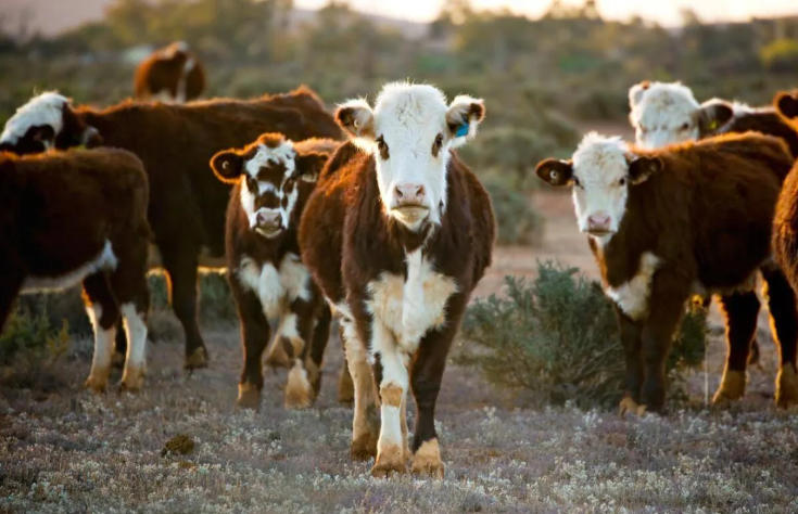牛缺了这种东西，后果很严重！养牛人小心