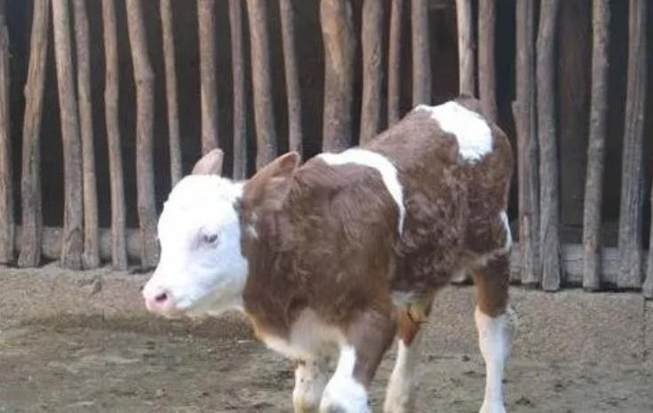 犊牛4月内饲养方法，让你的牛犊长得又快，病又少！