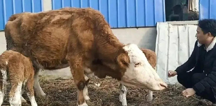 养好繁殖母牛应注意的12个要点，全是精华知识点