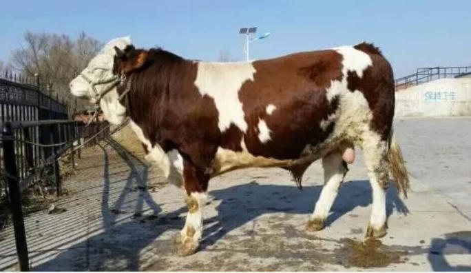 牛光吃不长肉？改善这3个方面，想不长肉都难！