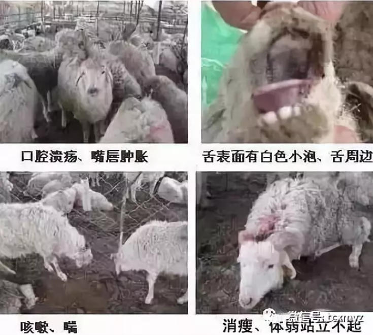 羊口疮重症，教你百分百治愈的方法！