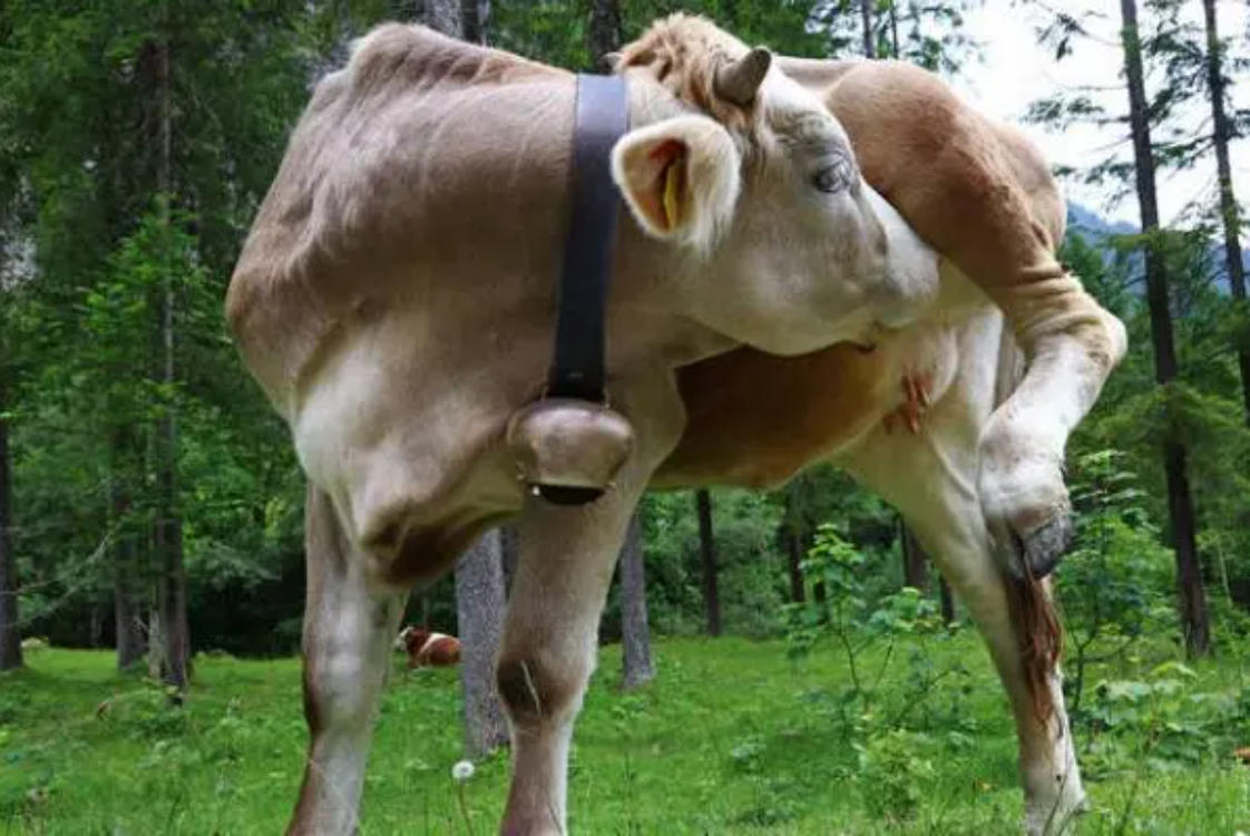 牛舔毛是什么原因造成的？怎么治？养牛人一定要学会！