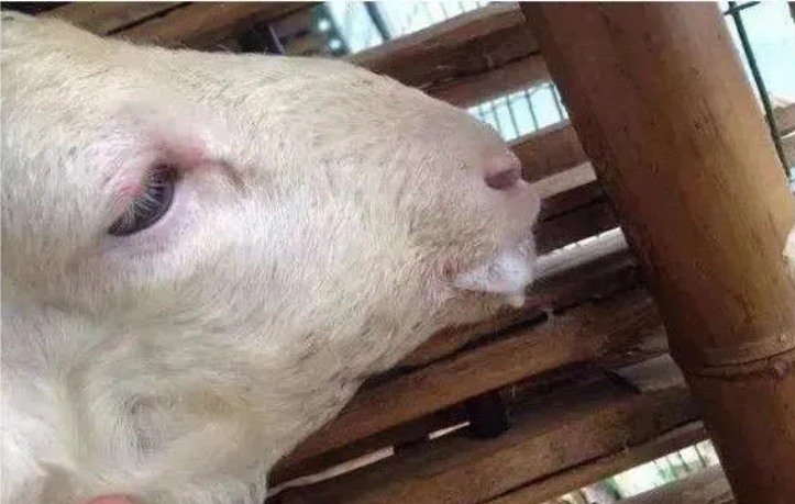 羊吐白沫、食欲废、倒地、体温低是什么病？如何治？