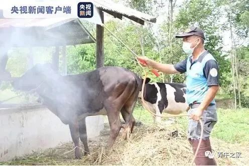 泰国各地暴发的新型牛疫,牛结节疹已经蔓延至35府154县(图1) 泰国各地暴发的新型牛疫,牛结节疹已经蔓延至35府154县(图1)