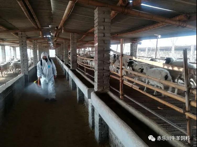 大水过后有大疫，牛羊养殖场疫病防控建议(图1)